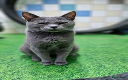 Chartreux cats for sale: Chartreux adult mum and daughter  - Image 19