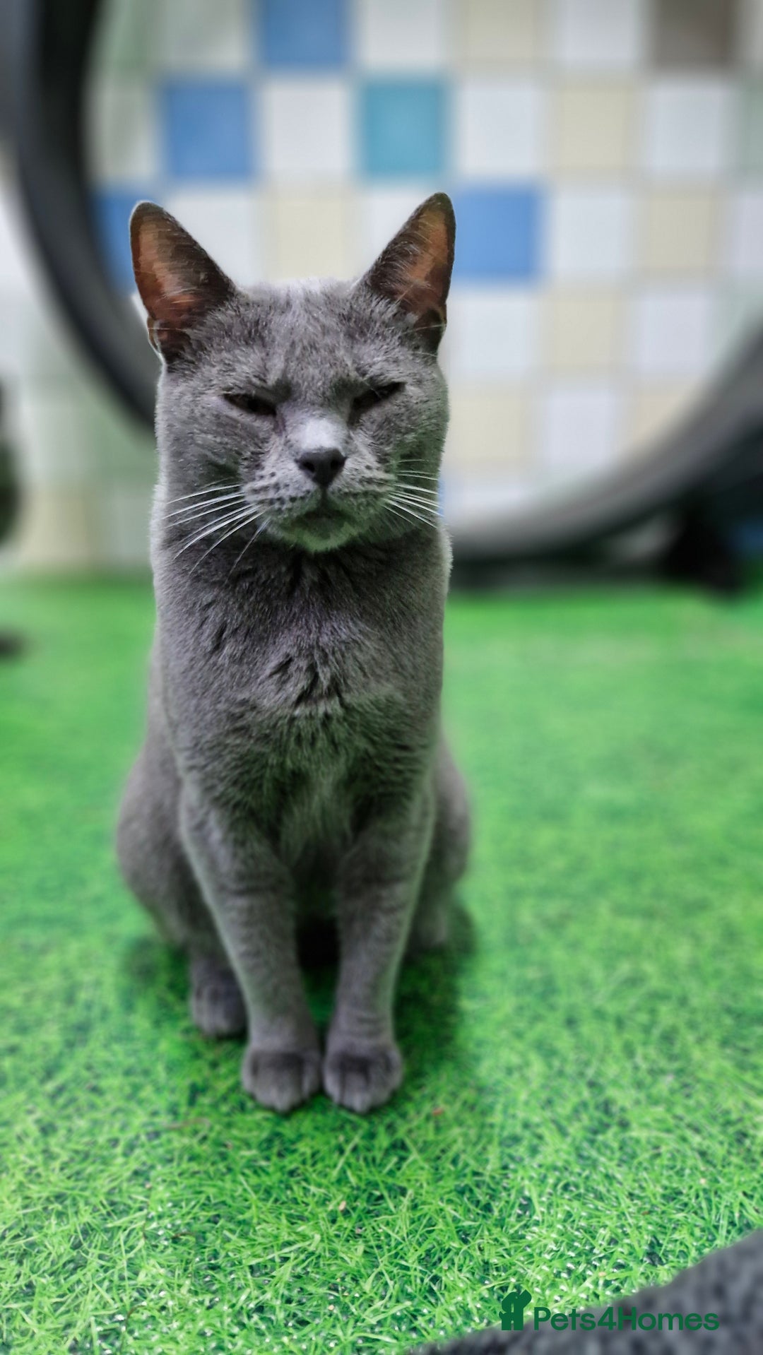 Chartreux cats for sale: Chartreux adult mum and daughter  - Image 19