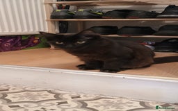 Maine Coon cats for sale: Maine coons  - Image 7