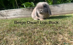 Dwarf Lop rabbits for sale: Dwarf and Mini Lop youngsters in Loughborough - Image 2