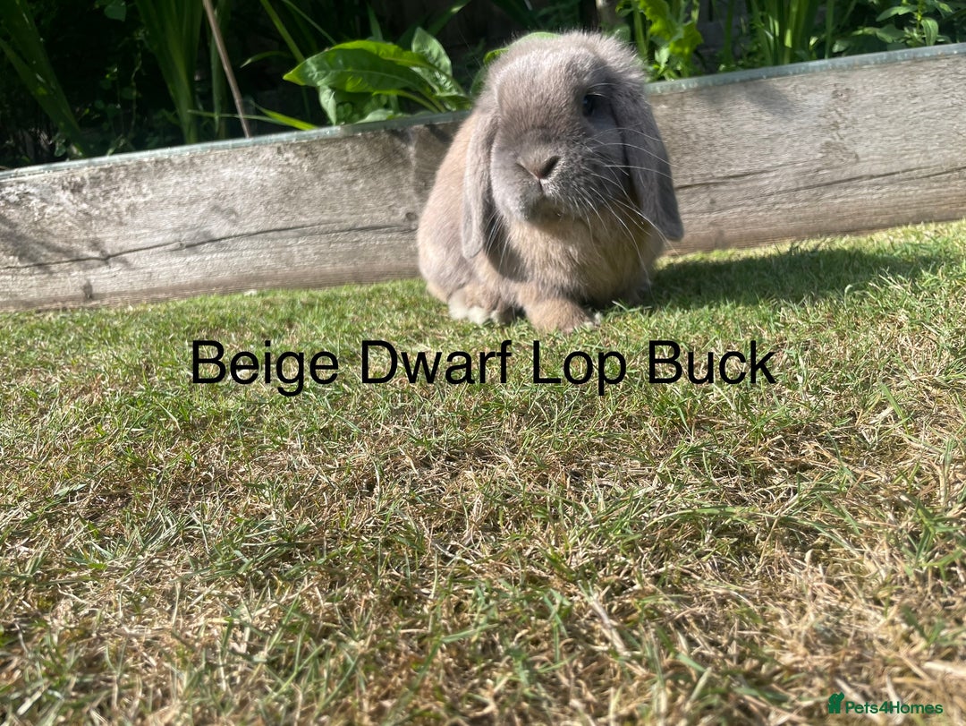 Dwarf Lop rabbits for sale: Dwarf and Mini Lop youngsters in Loughborough - Image 2