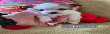 Purple boy