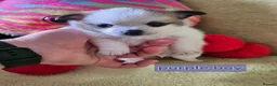 Pomchi dogs for sale: 🐶♥️Beautiful Pomchi puppies🐶♥️ - Advert 8