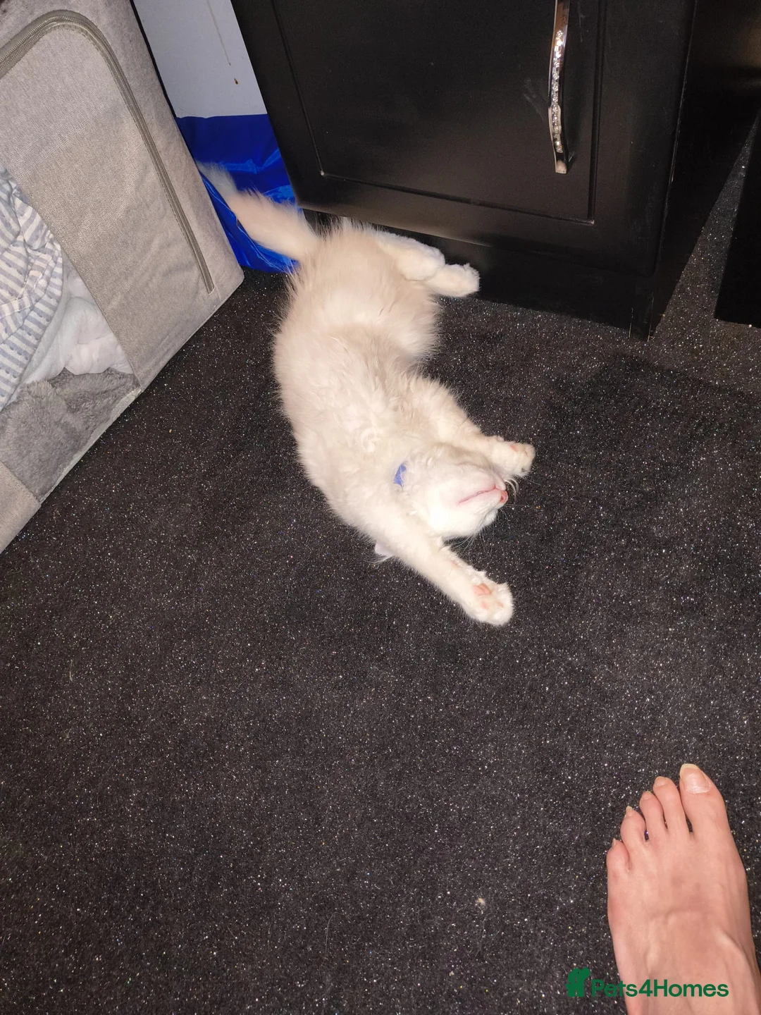 Maine Coon cats for sale: Male maine coon kitten for sale  - Advert 7