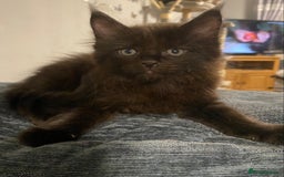 Maine Coon cats for sale: Stunning Maine coone kittens for sale  - Image 3