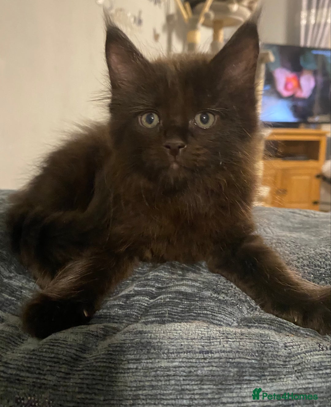 Maine Coon cats for sale: Stunning Maine coone kittens for sale  - Image 3