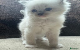 Ragdoll cats for sale: ⭐️BEAUTIFUL PUREBREED BLUEPOINT RAGDOLL KITTENS ⭐️ - Image 26