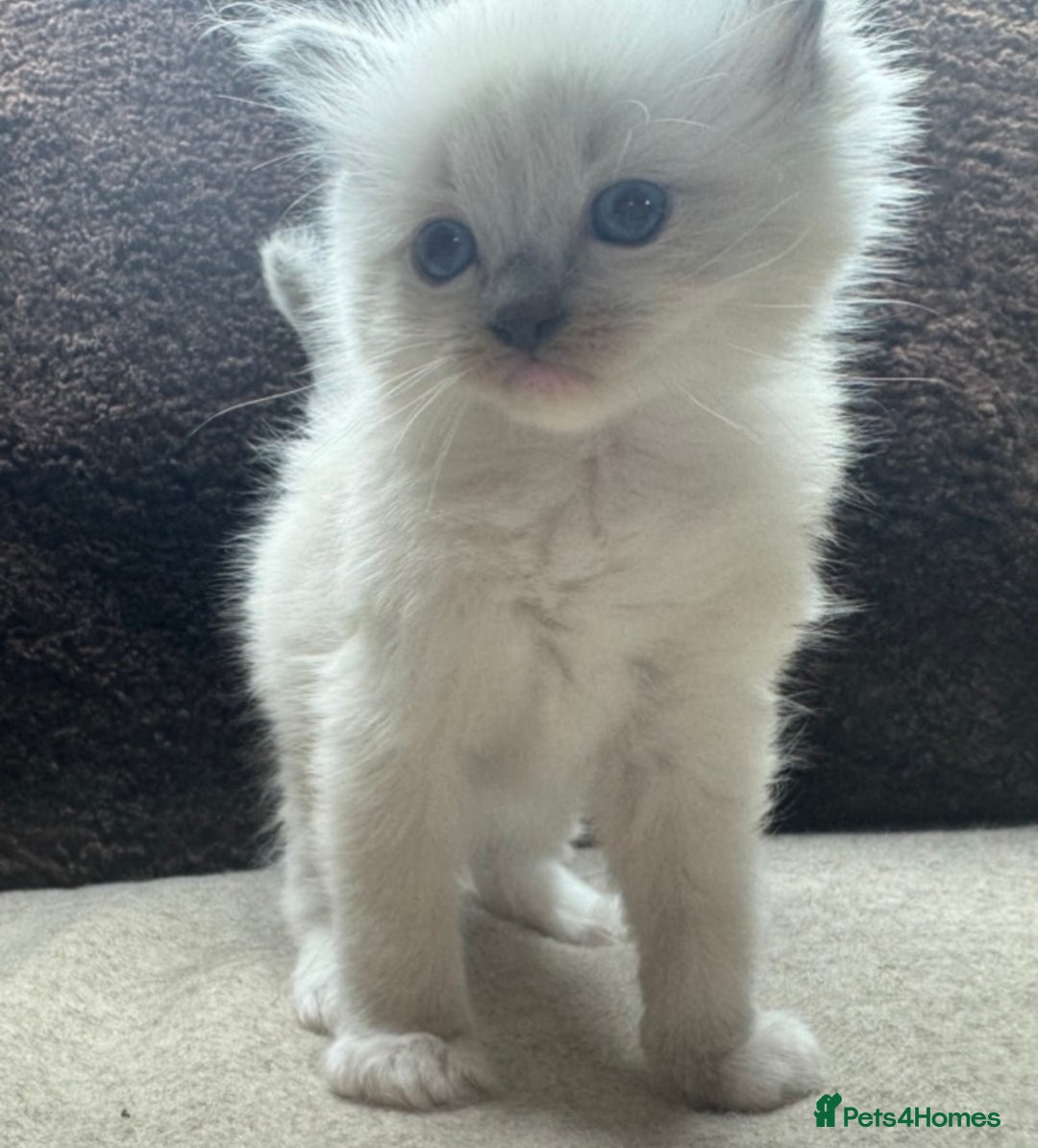 Ragdoll cats for sale: ⭐️BEAUTIFUL PUREBREED BLUEPOINT RAGDOLL KITTENS ⭐️ - Image 26
