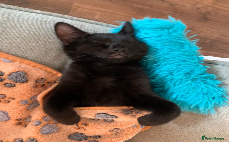 Bombay cats - Advert 3