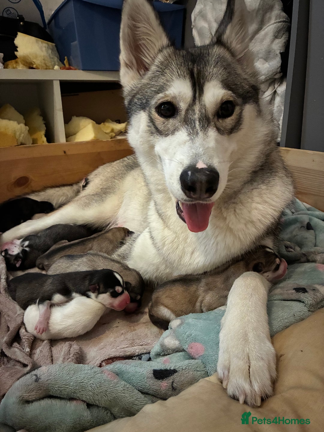 Utonagan dogs for sale: Siberian husky x malamute puppies - Image 6