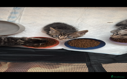 Mixed Breed cats for sale: Maine coon cross Bengal kittens ready now  - Image 13