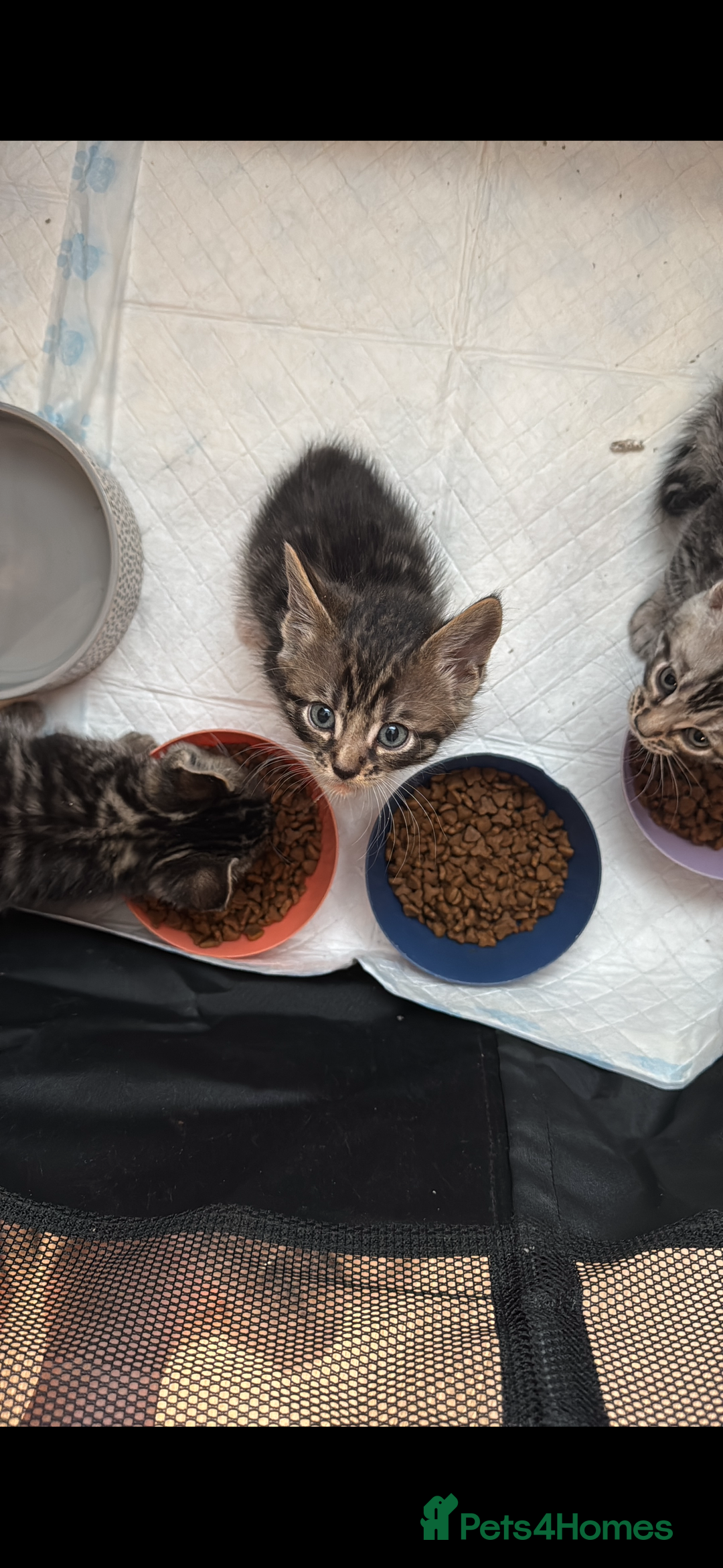 Mixed Breed cats for sale: Maine coon cross Bengal kittens ready now  - Image 13