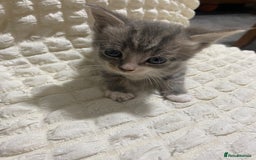 Mixed Breed cats for sale: Mama Cat and Kittens - Image 1