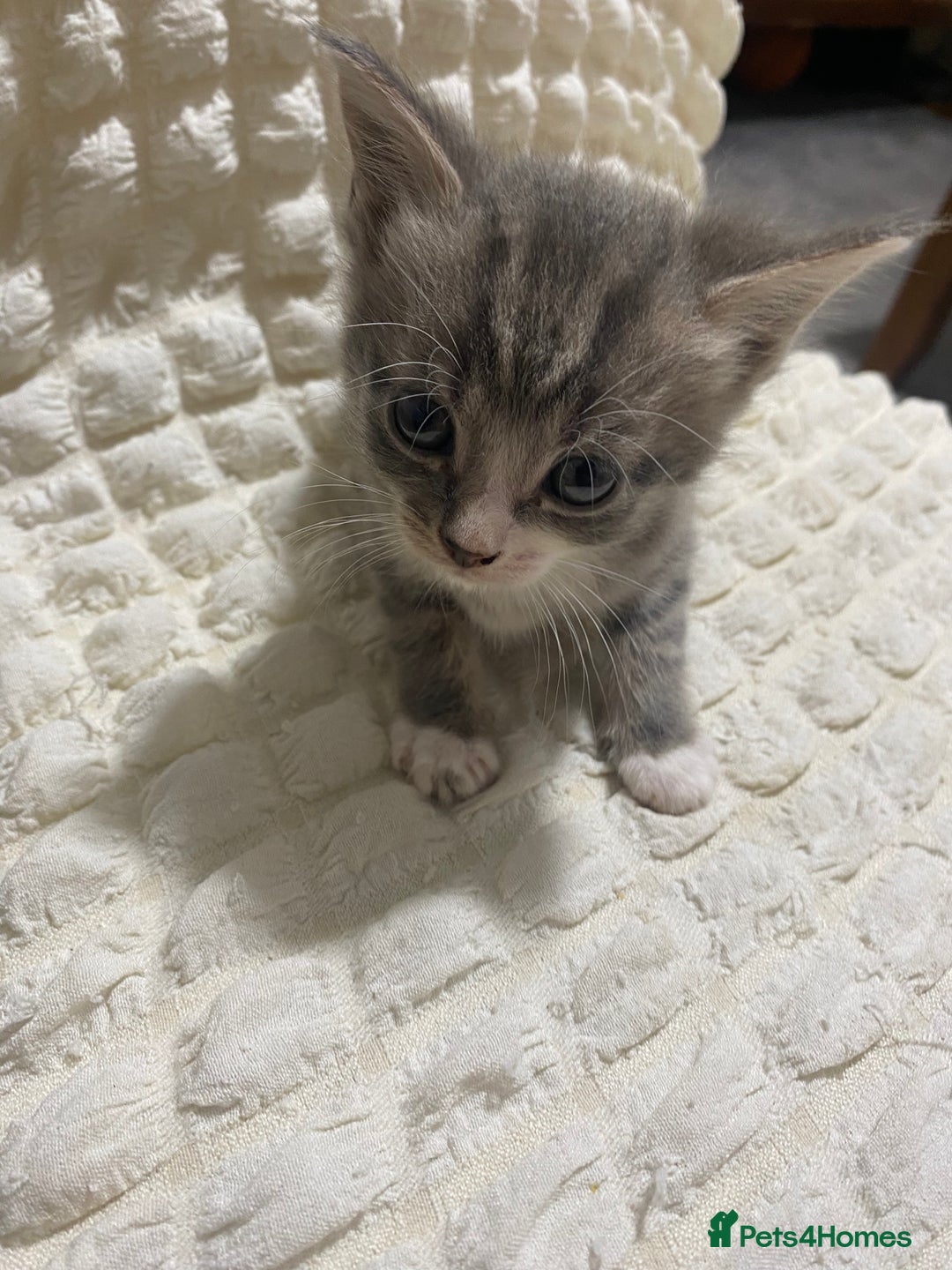 Mixed Breed cats for sale: Mama Cat and Kittens - Image 1