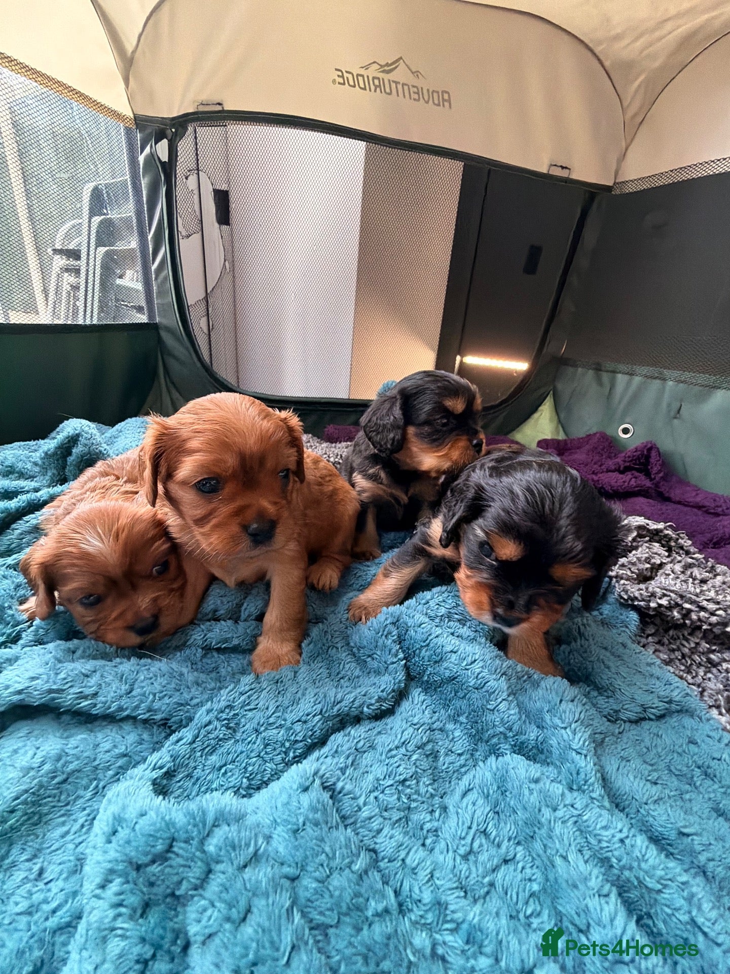 Cavapoochon dogs Cavalier King Charles Spaniel / Cavapooshon pups - Advert 1