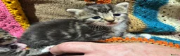 Mixed Breed cats for sale: Adorable Bengal x Shorthair Kittens - Advert 6