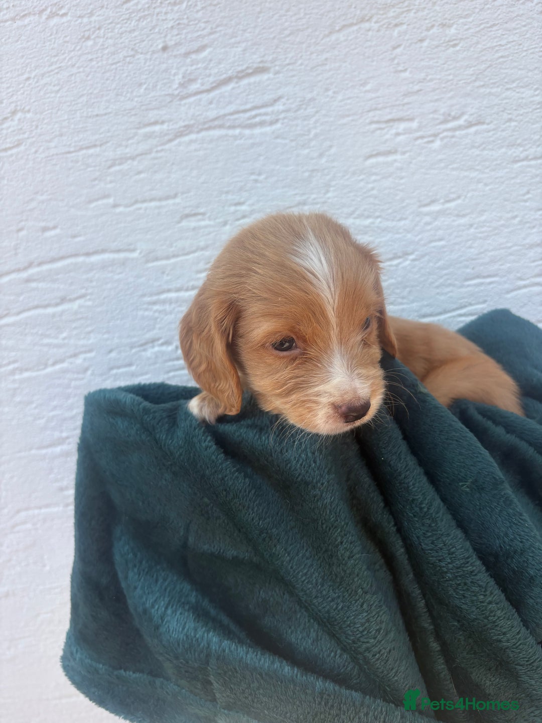 Cocker Spaniel dogs for sale: Cocker spaniel puppys - Image 7