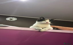 Mixed Breed cats for adoption: Carmen for adoption - Advert 4