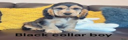 Cocker Spaniel dogs for sale: Beautiful show cocker puppies  - Advert 1