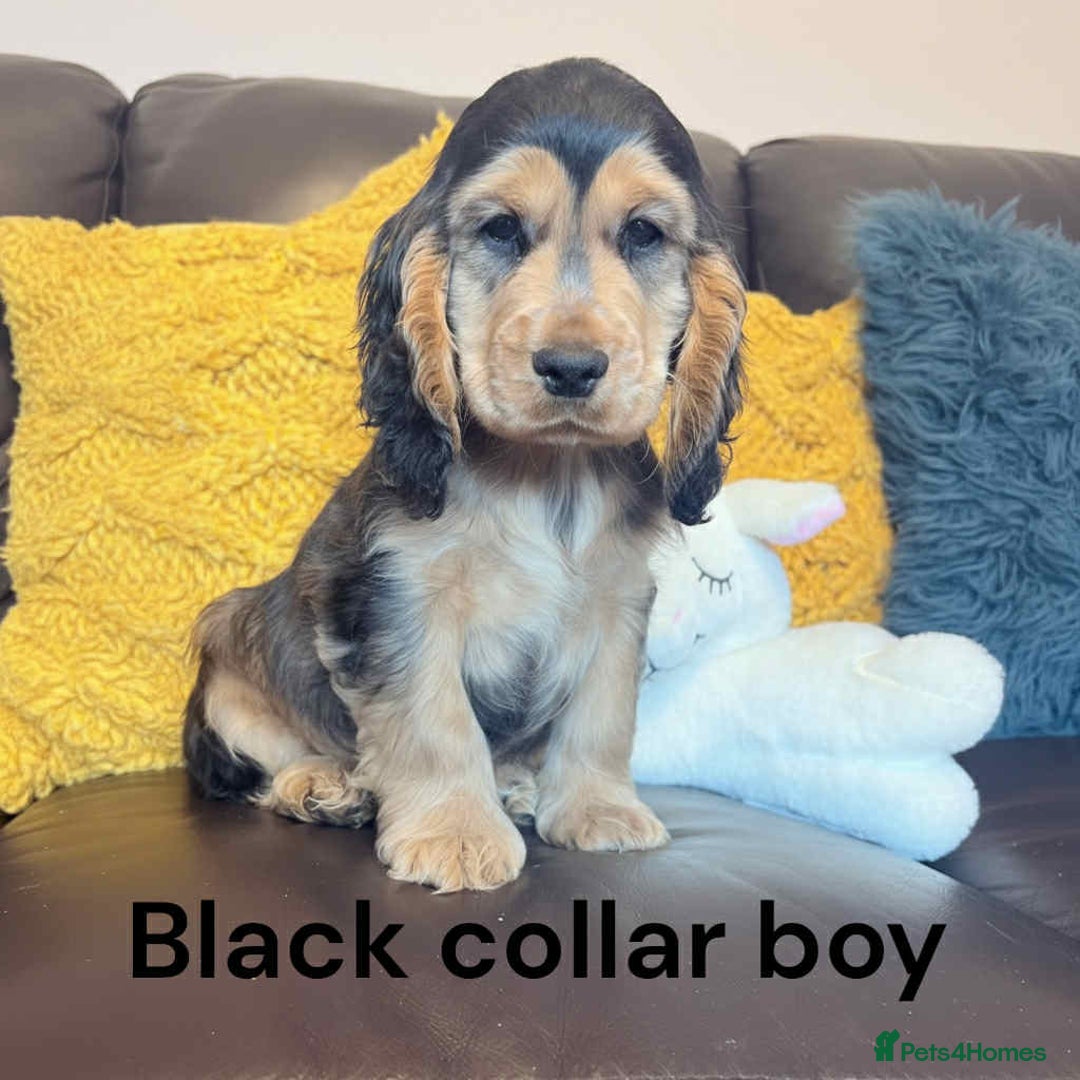 Cocker Spaniel dogs for sale: Beautiful show cocker puppies  - Advert 1