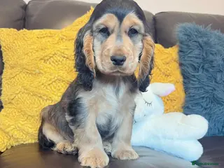 Cocker Spaniel dogs Beautiful show cocker puppies - Advert 15