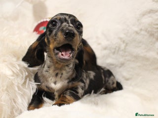 Dachshund dogs 🌿 Ultimate Miniature Dachshunds 🌿 - Advert 4