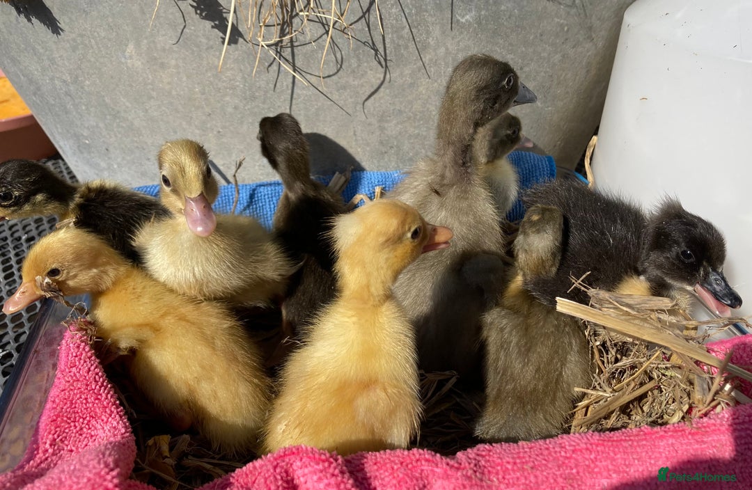 Ducks poultry for sale: Pom Pom Indian Runner Ducklings - Image 5