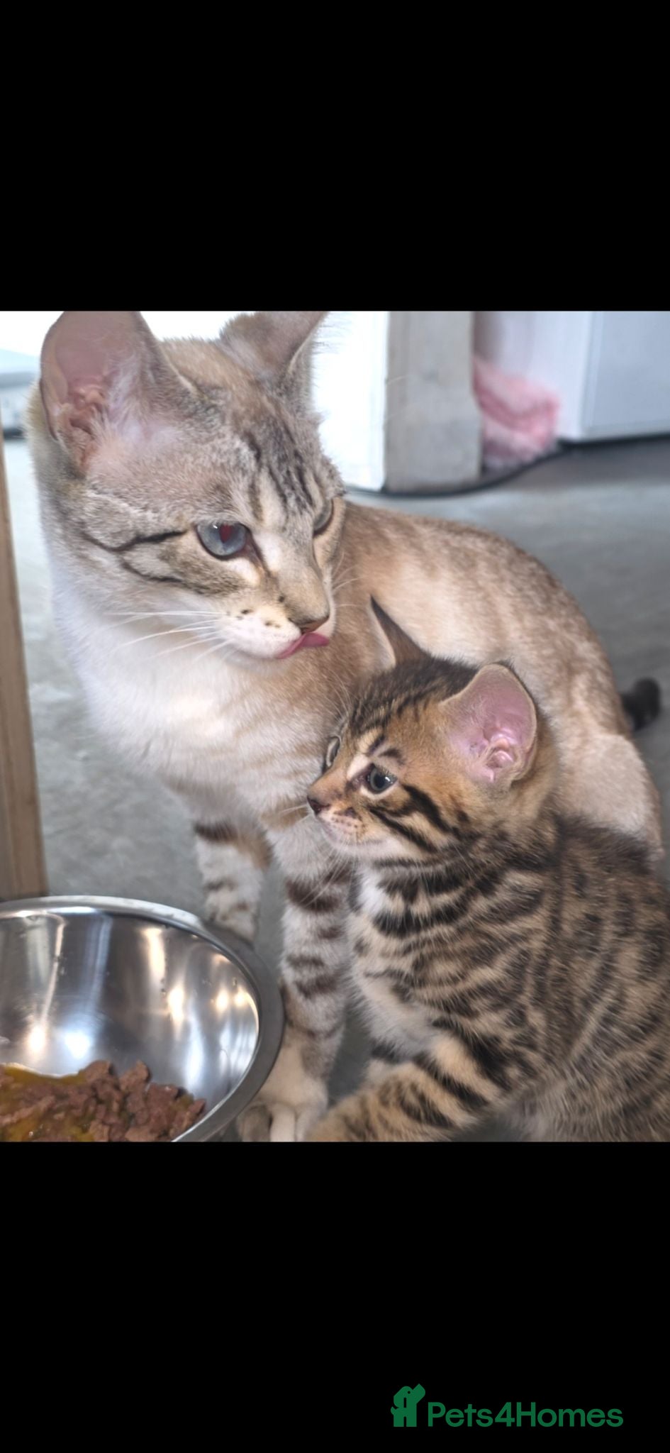 Bengal cats Beautifully Pure Brown Rossete Bengal girl - Advert 7