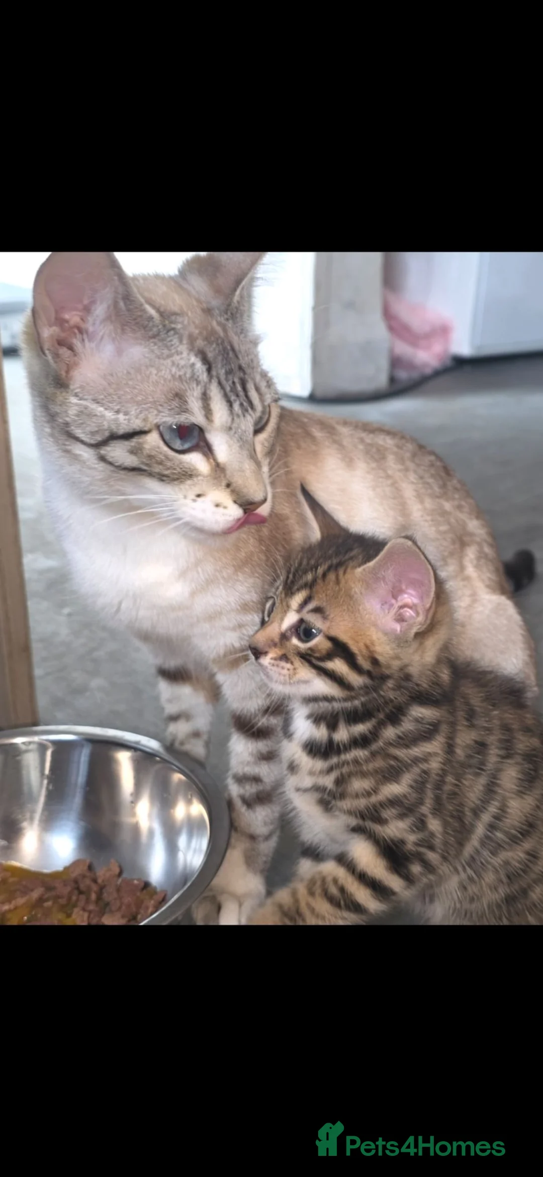 Bengal cats for sale: Beautifully Pure Brown Rossete Bengal girl - Advert 1