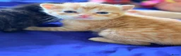 Mixed Breed cats for sale: READY 1ST JUNE - Kittens need a forever home in Chatham - Advert 10
