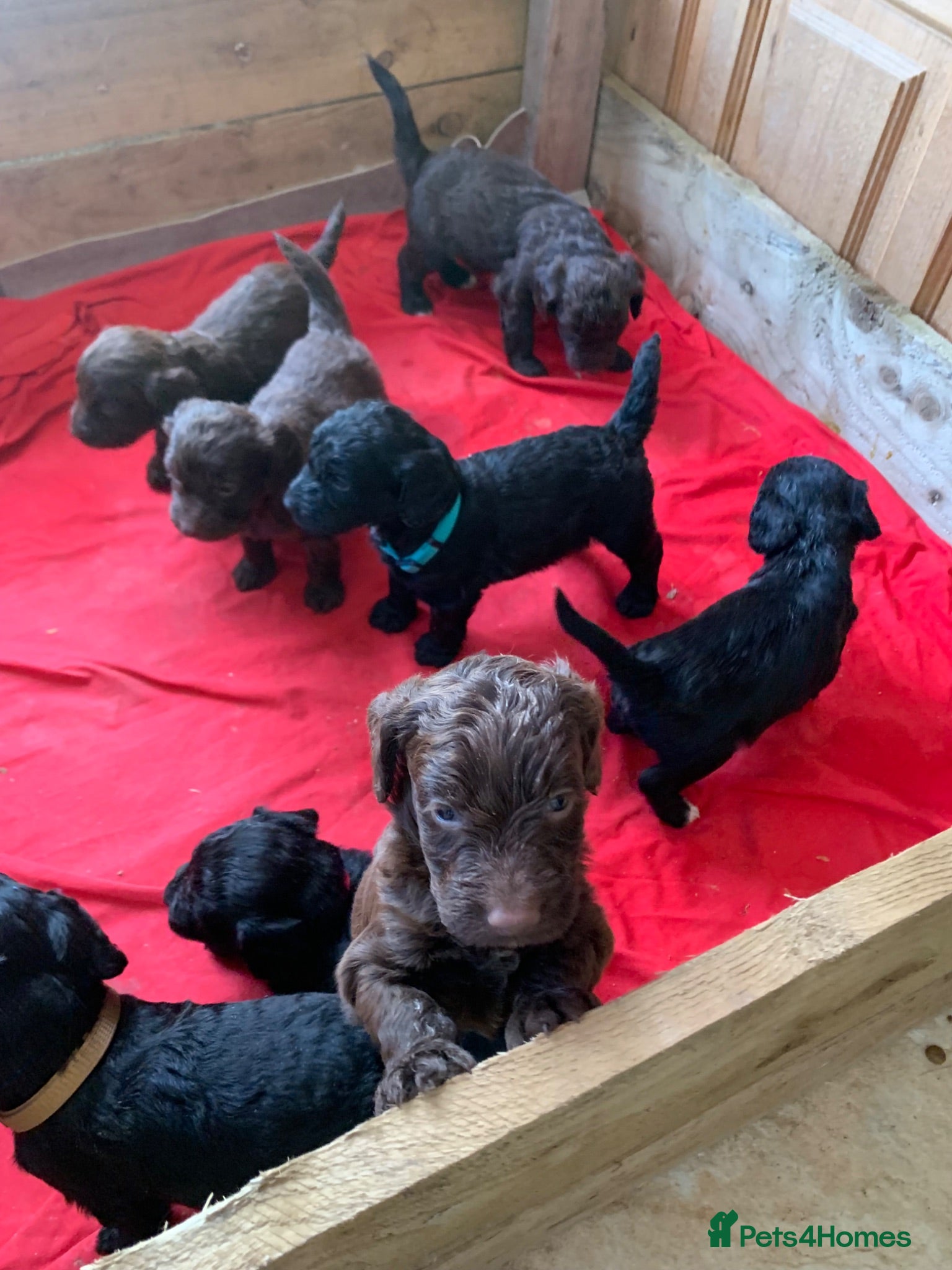 Cockapoo dogs STUNNING F1 COCKAPOO PUPS 3GIRLS 5BOYS   - Advert 1