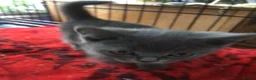 British Shorthair cats for sale: Beautiful British blue  - Advert 3