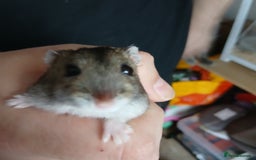 Hamster rodents for sale: Loving Female dwarf hamster 💗  - Image 4