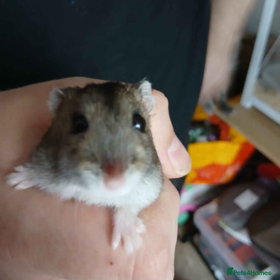 Hamster rodents for sale: Loving Female dwarf hamster 💗  - Image 4