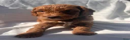 Australian Labradoodle dogs for sale: Absolutely outstanding Australian Labradoodle 🐾 - Advert 10