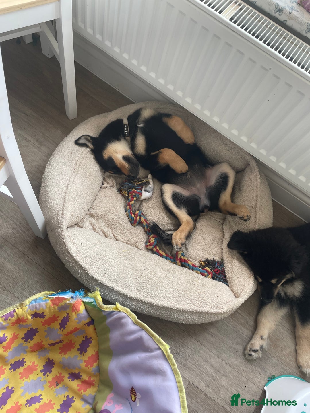 Mixed Breed dogs for sale: LAST PUPPY REMAINING - Bluebelle Female - Image 6