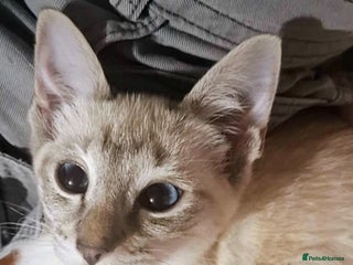 Siamese cats - Advert 2