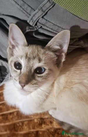 Siamese cats - Advert 2