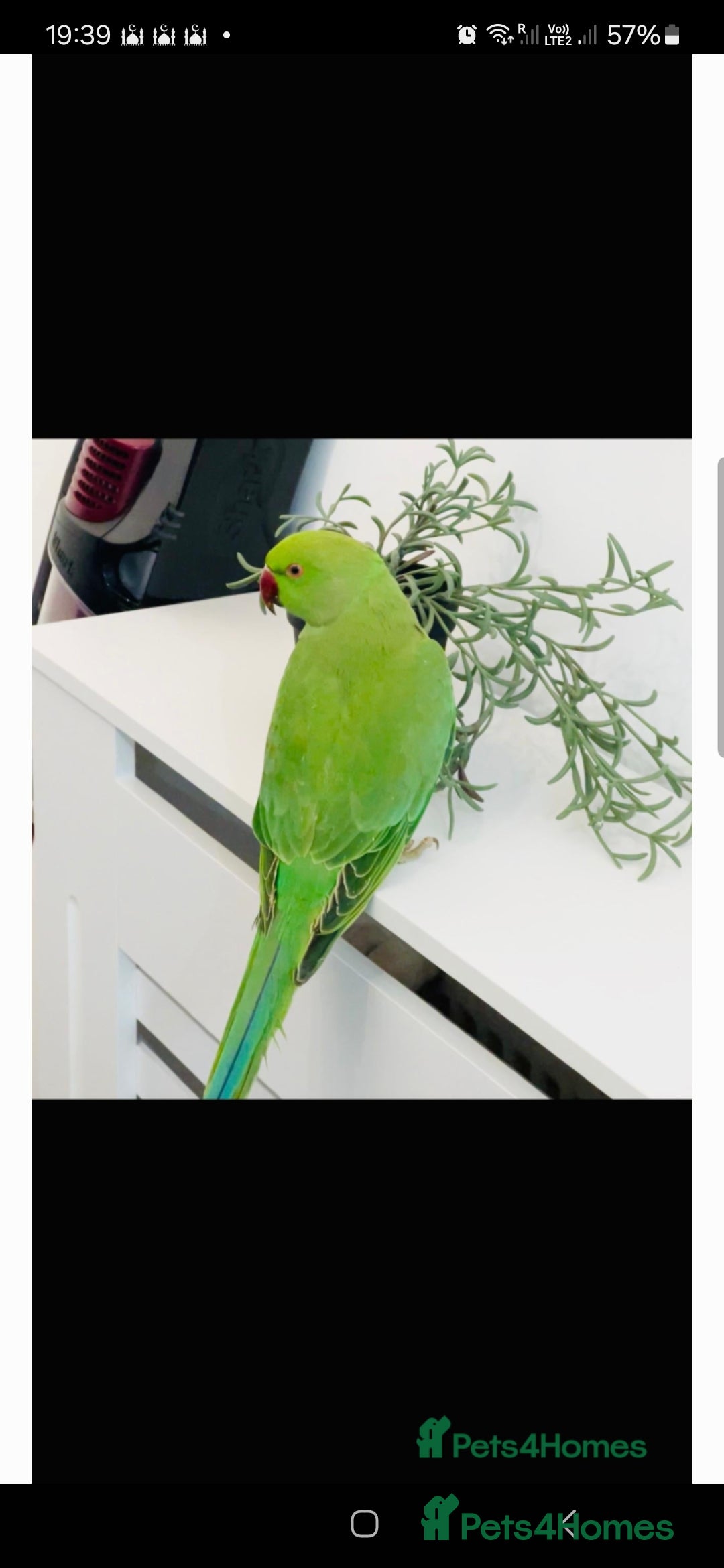 Ringnecks birds Ringneck for sale - Advert 1