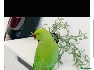 Ringnecks birds Ringneck for sale - Advert 1