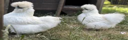 Chickens poultry for sale: Bantam White Silkie Hatching Eggs For Sale - Advert 5