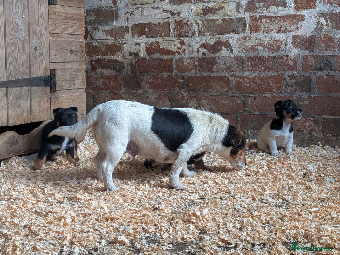 Jack Russell dogs for sale: Jack Russel Puppies for sale - Advert 5