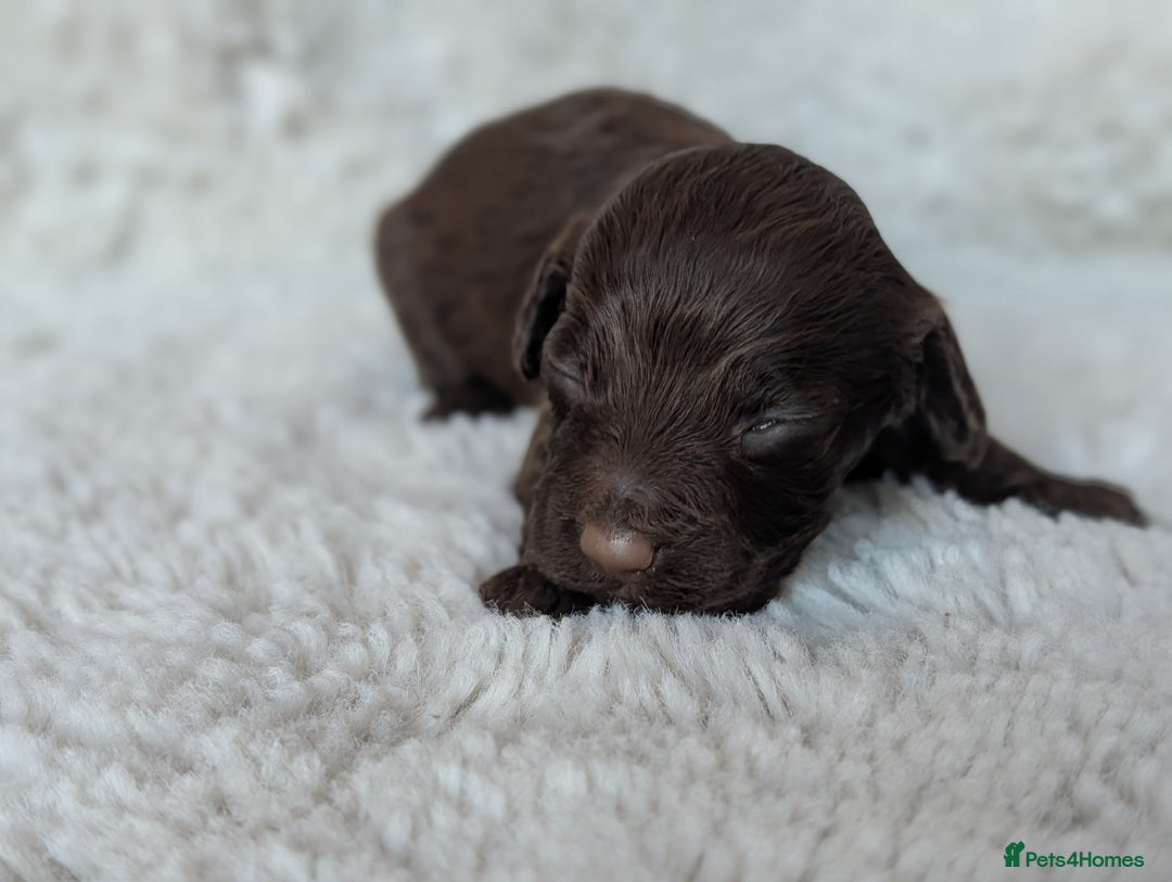 Cockapoo dogs for sale: PRA clear. Merle, Chocolate, Golden Cockapoo pups - Advert 6