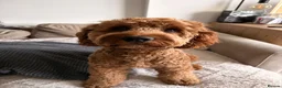 Cockapoo dogs for stud: RED Cockapoo dog for STUD *not for sale* in Bristol - Advert 6