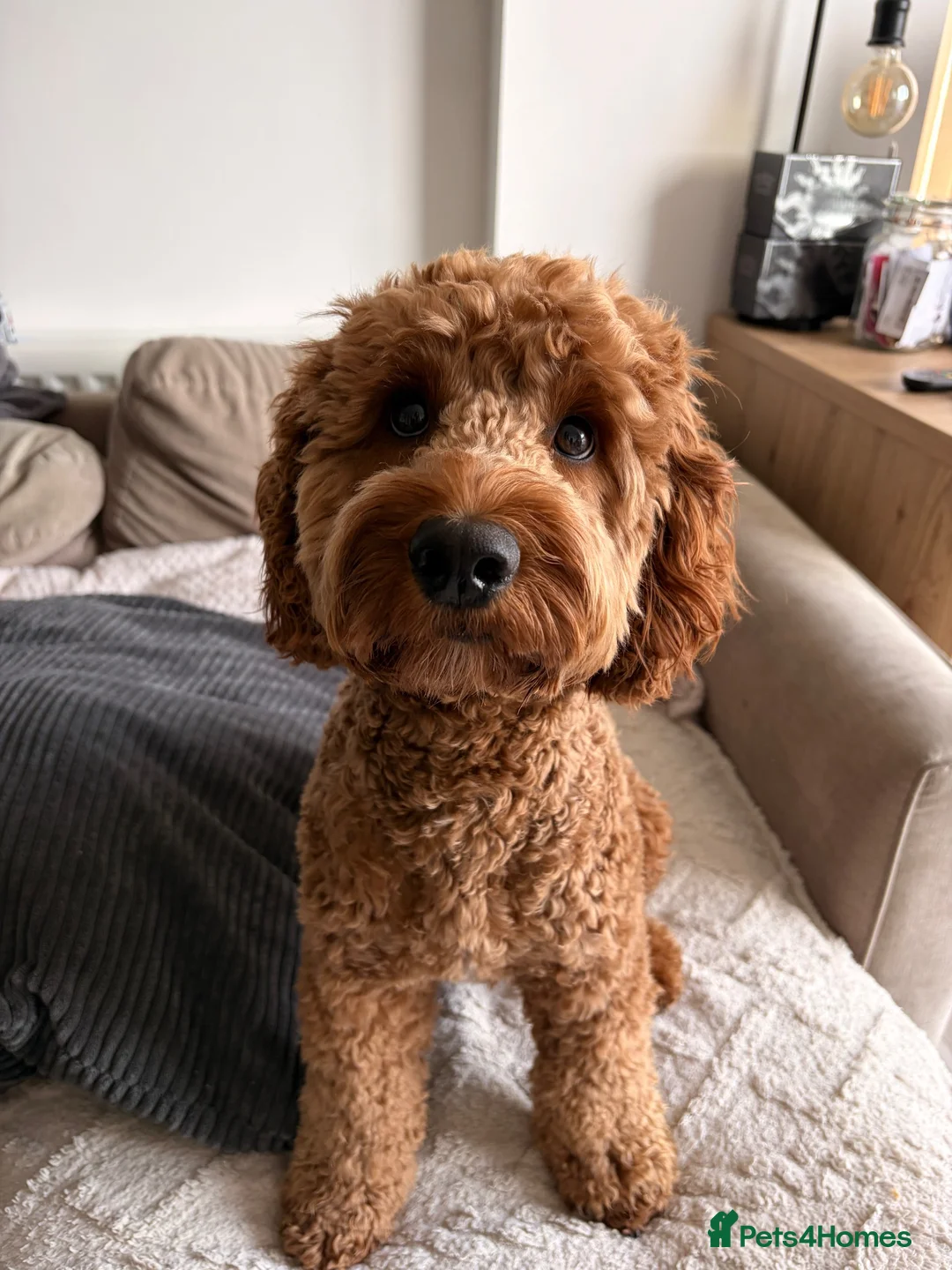 Cockapoo dogs for stud: RED Cockapoo dog for STUD *not for sale* in Bristol - Advert 6