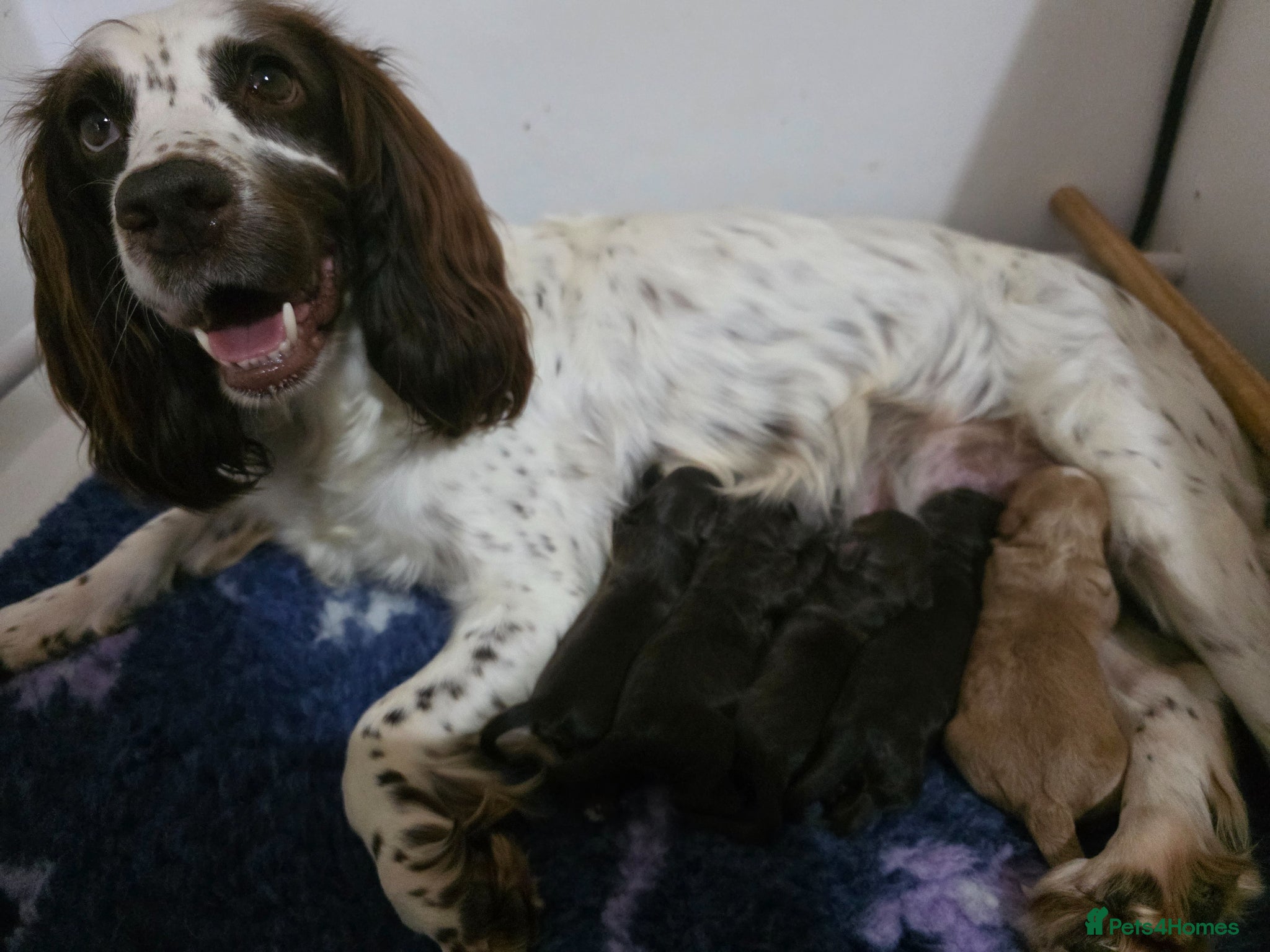 Cockapoo dogs 3 girl 2 boys May babies (July Home Time) - Advert 2