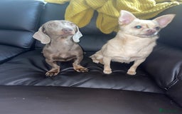 Dachshund dogs for sale: Dachshund  - Image 8