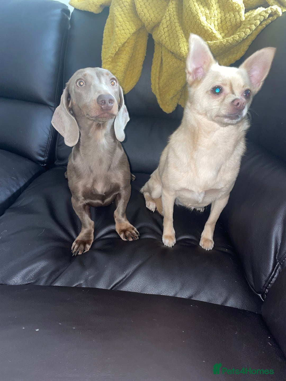 Dachshund dogs for sale: Dachshund  - Image 8