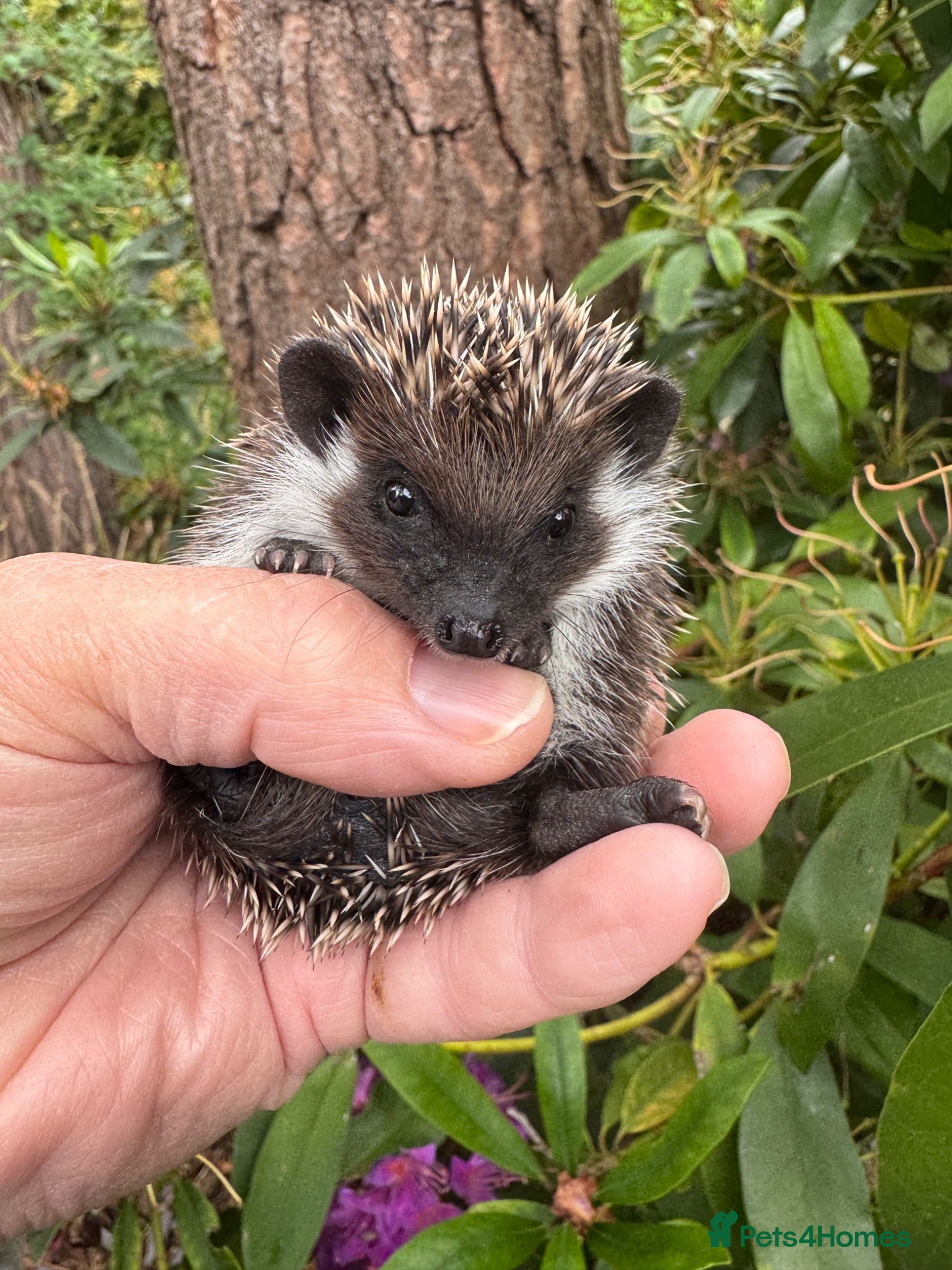 Pygmy Hedgehog rodents 8wk old litter of APH hoglets seeks 5* homes/READY - Advert 1