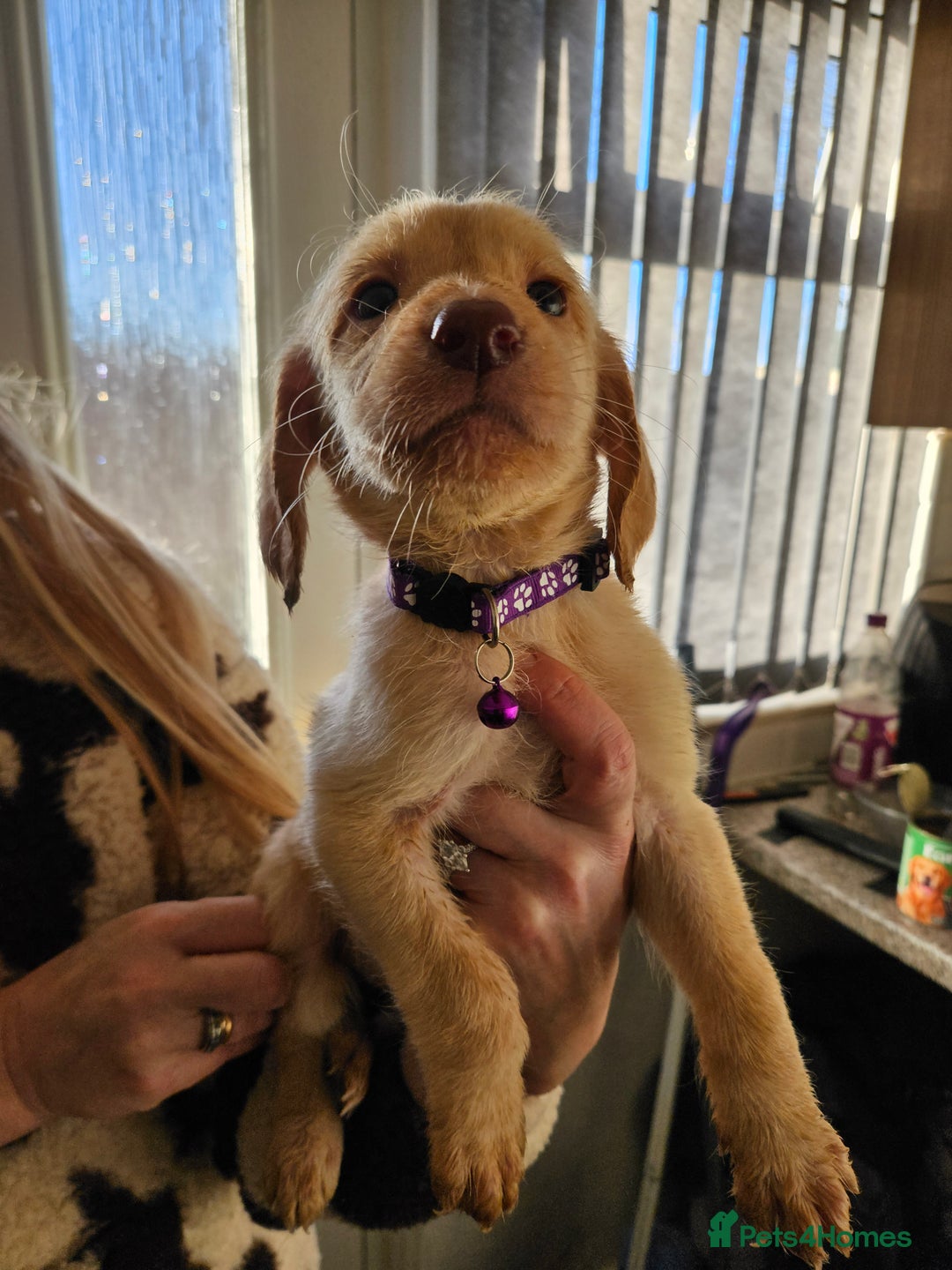 Labradoodle dogs for sale: 9 gorgeous labradoodles, red fox and cream - Advert 5